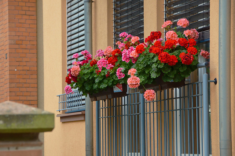 balcony-plants-1159382_1920_congerdesign